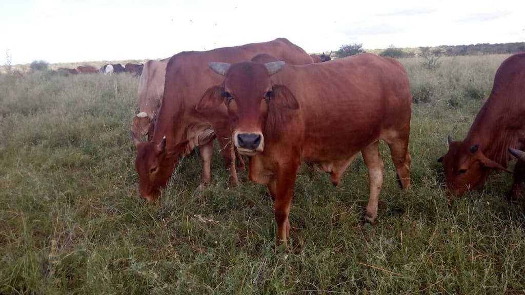 Respect for the Land